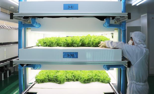 大気社（タイランド）が野菜の試験栽培を実施している完全人工光型植物工場「ベジファクトリー」＝９月、タイ・アユタヤ県（ＮＮＡ撮影）