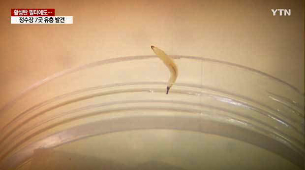 水道水から確認された幼虫（写真は韓国のテレビ局ＹＴＮの動画放送よりキャプチャー）