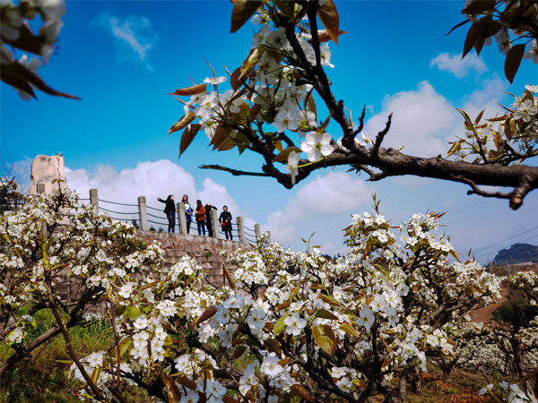 中国重慶市で咲いた梨の花が春の訪れを告げる＝３月11日（新華社）
