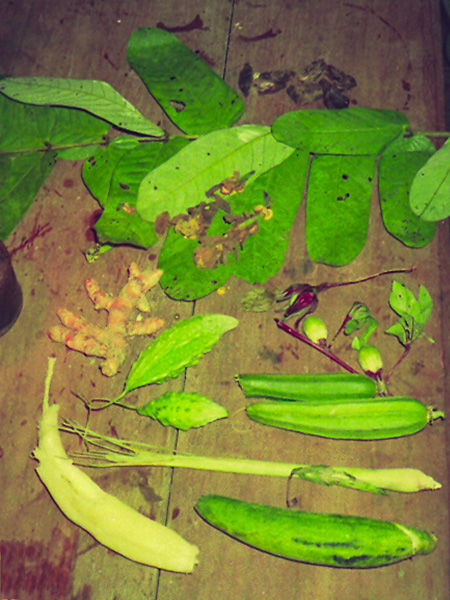 ミャンマーで行軍中に収穫した可食植物。ゴーヤ、ナス、オクラ、ショウガのようなものの他、何か分からない植物も（筆者提供）