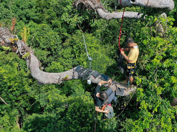 フィリピンの熱帯雨林に端末を取り付ける環境保護団体のスタッフ（ファーウェイ提供）