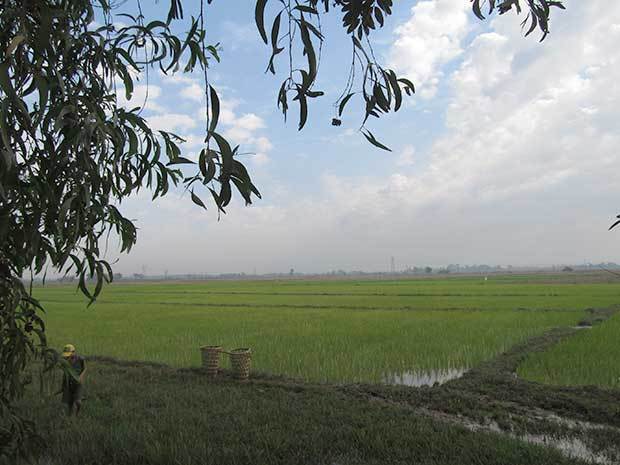 ヤンゴン郊外の水田