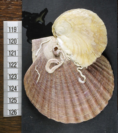 青森県の陸奥湾で発見された、ホタテの貝殻（左下）に付着した「ヨーロッパヒラガキ」＝２月、青森県平内町（共同） 