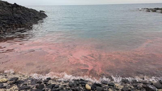 澎湖周辺の海域では、サンゴが産卵期を迎え、沿岸部がピンク色に染まる現象が起きている（中央通信社）