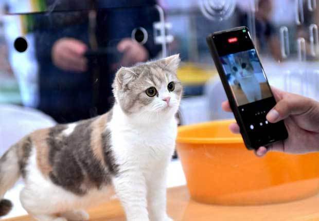 ペット同伴で外出できるサービスが中国で拡大している。犬猫を飼う人が増える中、ペットを家に残して外出することを心配する飼い主の需要をつかむ＝河北省（新華社）