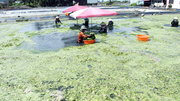 タイワンカガブタの収穫風景。美濃一帯にのみ生えるご当地野菜である。水蓮菜と呼ばれることも多い。食感が独特な野菜で、ファンも多い。