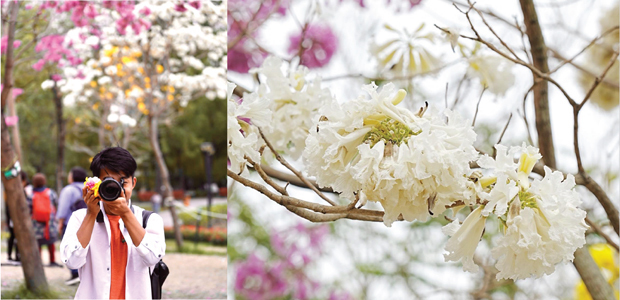 天水囲公園にある３色のノウゼンカズラ（左）と、その中でも希少な白い花
