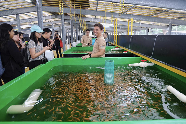 シンガポール農業食品協同組合連合は、食用魚として人気があるティラピアの稚魚の養殖を北部のセンターで開始した（ST PHOTO: JASON QUAH）
