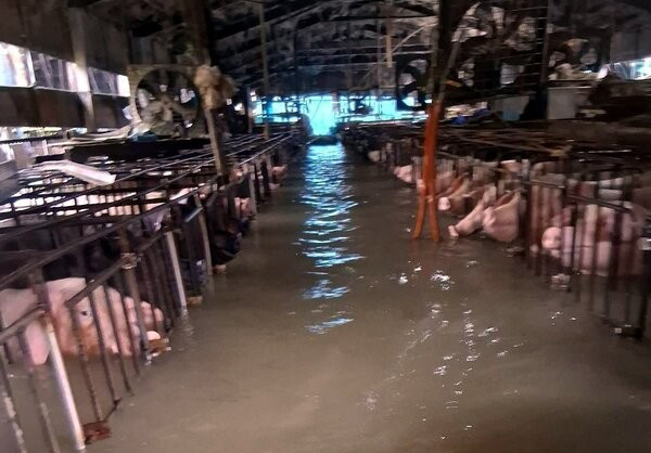 大雨で冠水した嘉義県の豚舎（中央通信社）