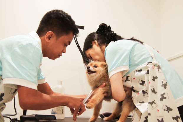 ２人体制で犬のトリミングに取りかかるスタッフ＝９月30日、首都圏マカティ市（ＮＮＡ撮影）