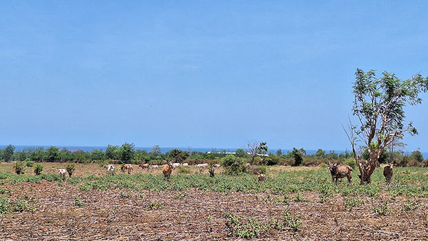 ムフリス氏はこれまで伝統的な放牧を手がけてきたが今後は近代化を図りたいと話す＝インドネシア・スンバワ島（ＮＮＡ撮影）