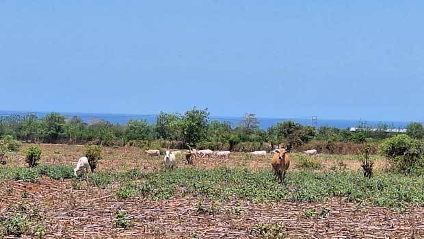 スンバワ島の畜産業は伝統的に広大な土地を利用して放牧で行われてきた＝インドネシア・スンバワ島（ＮＮＡ撮影）