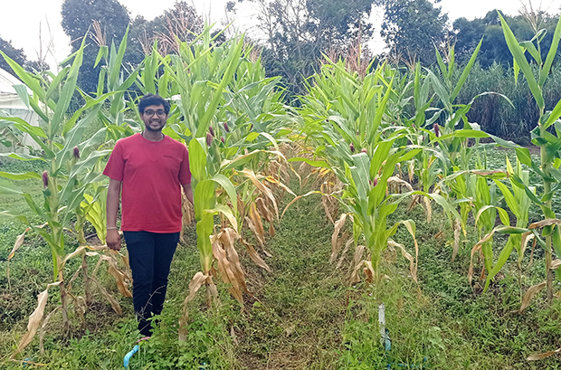 異なる有機肥料を使って育てたトウモロコシ畑で最も生育の良い畝に立つ、リビング・ルーツの共同創業者アビ・アガルワルさん＝10月17日、タイ・チェンマイ県（ＮＮＡ撮影）