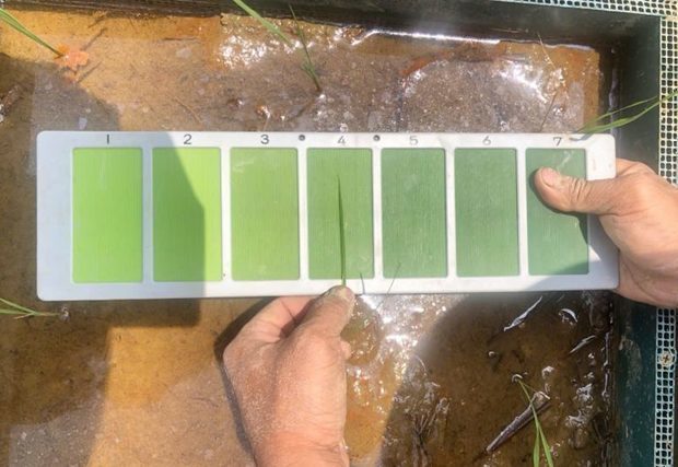 カントー大学が実施した実験（Ｊｉｚｏｋｕ提供）