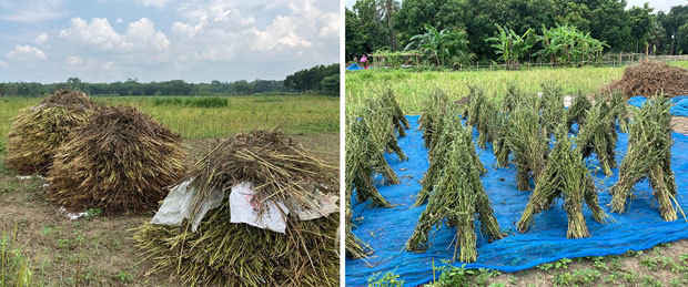 ゴマ収穫後の乾燥。写真左は改善指導前、右は改善指導後＝2024年６月、バングラデシュ・ラジュバリ地区（ユーグレナ提供）