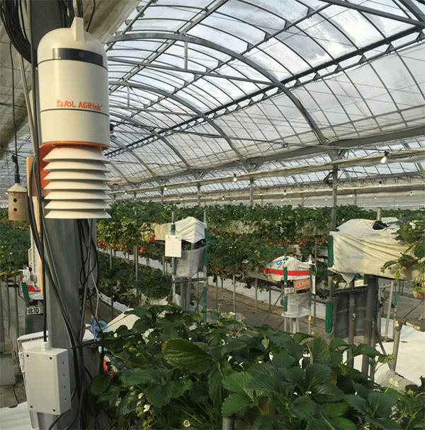 サン電子が日本でイチゴ農園向けに提供している農業用ＩｏＴシステム（同社提供）
