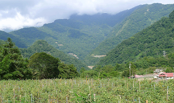 ブヌン族の居住範囲は台湾の山岳地帯南部に広がっている。山根氏が暮らすカンタバン（漢字では萬豊村と表記）は埔里からさらに奥深い場所に位置する。伝承はブヌン族内でも族群（氏族）によって細部に差異が見られる。