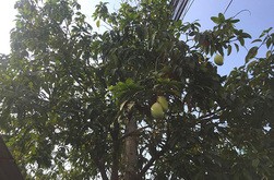 首都プノンペンの街中の木に実るマンゴー（筆者撮影）