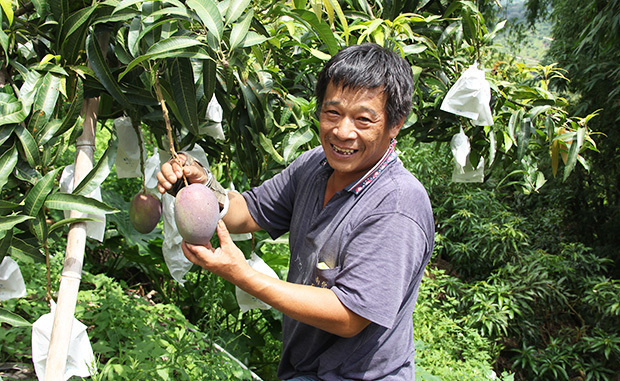 収穫前のマンゴーを見せてくれる生産農家の顔宗宝さん（50）＝７月、台南市（ＮＮＡ撮影）