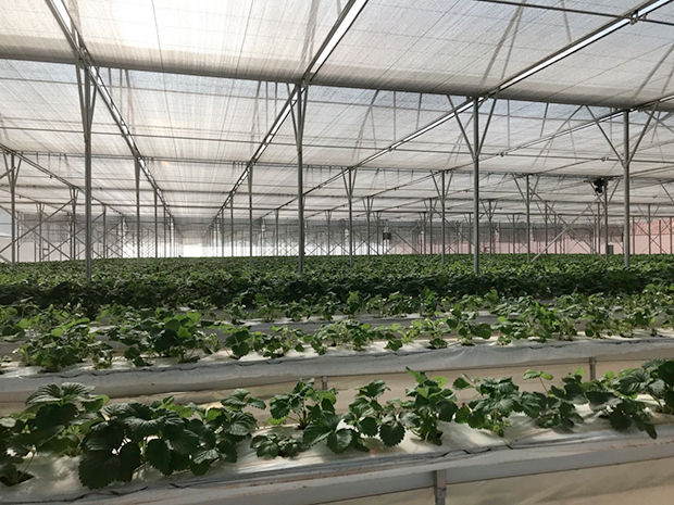 北海道ロータス・アグリがラムドン省ダニム村で運営するイチゴ農園。気温がほぼ一定であるため、季節を問わず１年を通じて生産できるのが特徴だ（同社提供）