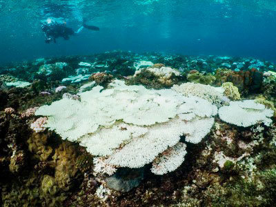 のぞき見 台湾のサンゴ ４割死滅か Nna Asia 台湾 社会 事件