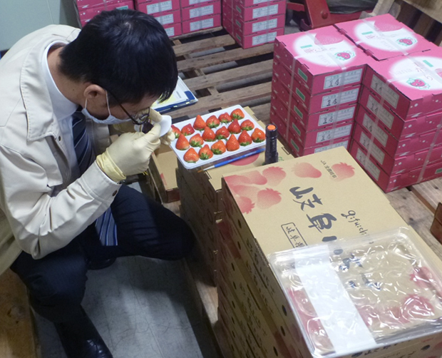 イチゴを検査する係官（農林水産省提供）