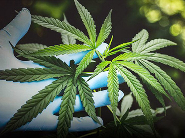 アジアエクスプレス 大麻解禁に市場沸き立つ タイのヘンプ ビジネス Nna Asia 日本 医療 医薬品