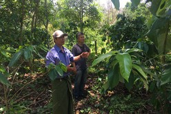 ＭＪＩはアウン・ネイ・リン・トゥンと協力し、コーヒー農家を支援するための金融商品を開発する（ＭＪＩ提供）