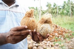 インドの農家が生産したココナツ（ココカラ提供）