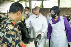 農業省は東ジャワ州で口蹄疫のワクチン接種を開始した＝14日（アンタラ通信）