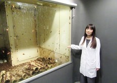 ゴキブリの「放し飼い部屋」と飼育責任者の有吉立さん＝１月、兵庫県赤穂市（共同）