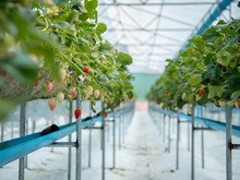 チェンマイでのイチゴ栽培の様子（日本農業提供）