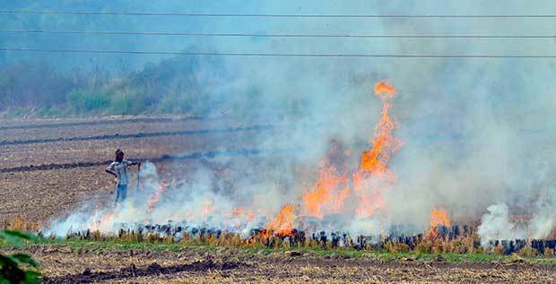 インド北部パンジャブ州での野焼き＝11月５日（ＰＴＩ）