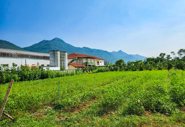 ハーモニーライフはタイで化学の影響を排した農法を確立し、モロヘイヤなど70種類を栽培している＝タイ・ナコンラチャシマ県（ＮＮＡ撮影）
