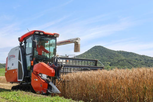 香川県さぬき市で始まった県産小麦「はるみずき」の収穫作業＝１日（共同）