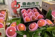 台湾南部ではマンゴーが収穫期を迎えた。今年の生産量は例年比で減少するとみられている（中央通信社）
