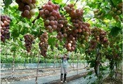 河北省秦皇島市の盧竜県では町おこしのひとつとしてブドウの栽培に力を入れている＝15日（新華社）