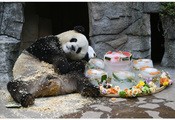 猛暑が続く四川省都江堰で、18日に誕生日を迎えたパンダの青青が氷のケーキを贈られ、涼を取った（新華社）