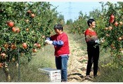 陝西省渭南市潼関県に広がる東台高原では、ザクロが収穫期を迎えた＝26日（新華社）