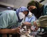 世界狂犬病デーの28日、バンテン州の動物クリニックでは猫にワクチンを接種＝インドネシア（アンタラ通信）