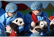 四川省成都市のパンダ基地で2022年に生まれた赤ちゃんパンダがお披露目された＝28日（新華社）